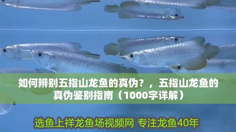 如何辨別五指山龍魚的真偽？，五指山龍魚的真偽鑒別指南（1000字詳解）