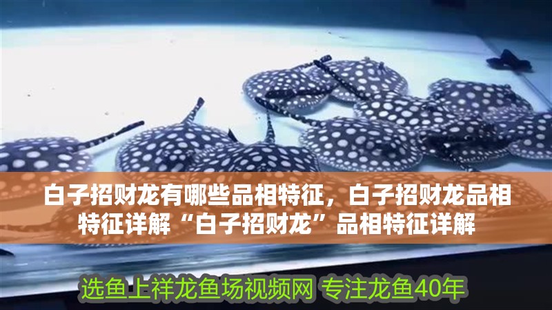 白子招財龍有哪些品相特征，白子招財龍品相特征詳解“白子招財龍”品相特征詳解