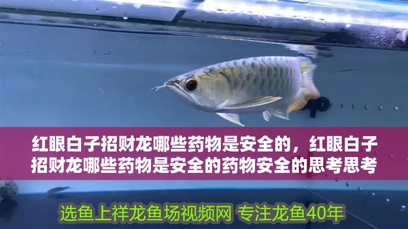 紅眼白子招財龍哪些藥物是安全的，紅眼白子招財龍哪些藥物是安全的藥物安全的思考思考