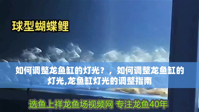 如何調(diào)整龍魚缸的燈光？，如何調(diào)整龍魚缸的燈光,龍魚缸燈光的調(diào)整指南