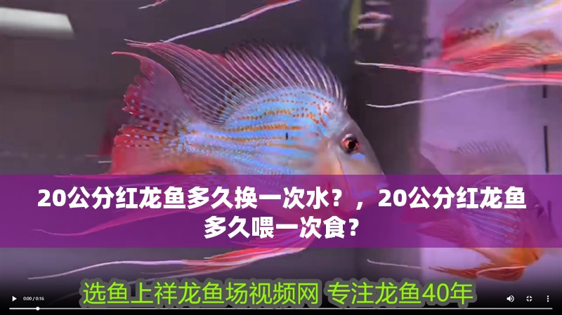 20公分紅龍魚多久換一次水？，20公分紅龍魚多久喂一次食？