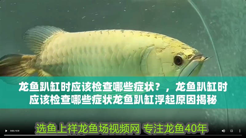 龍魚趴缸時應該檢查哪些癥狀？，龍魚趴缸時應該檢查哪些癥狀龍魚趴缸浮起原因揭秘