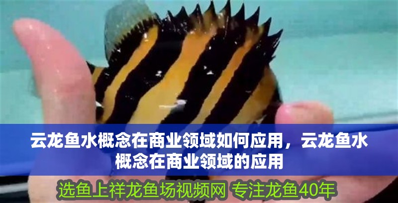 云龍魚水概念在商業領域如何應用，云龍魚水概念在商業領域的應用