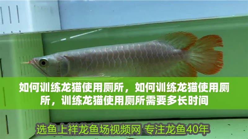 如何訓練龍貓使用廁所，如何訓練龍貓使用廁所，訓練龍貓使用廁所需要多長時間