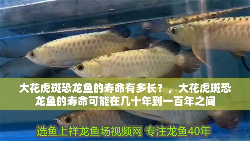 大花虎斑恐龍魚(yú)的壽命有多長(zhǎng)？，大花虎斑恐龍魚(yú)的壽命可能在幾十年到一百年之間