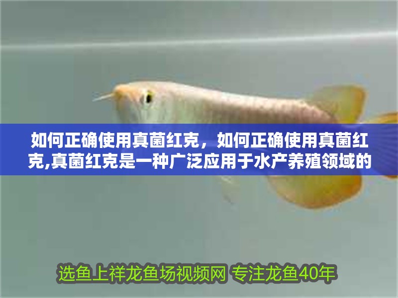 如何正確使用真菌紅克，如何正確使用真菌紅克,真菌紅克是一種廣泛應(yīng)用于水產(chǎn)養(yǎng)殖領(lǐng)域的水質(zhì)改良劑和病害防治產(chǎn)品