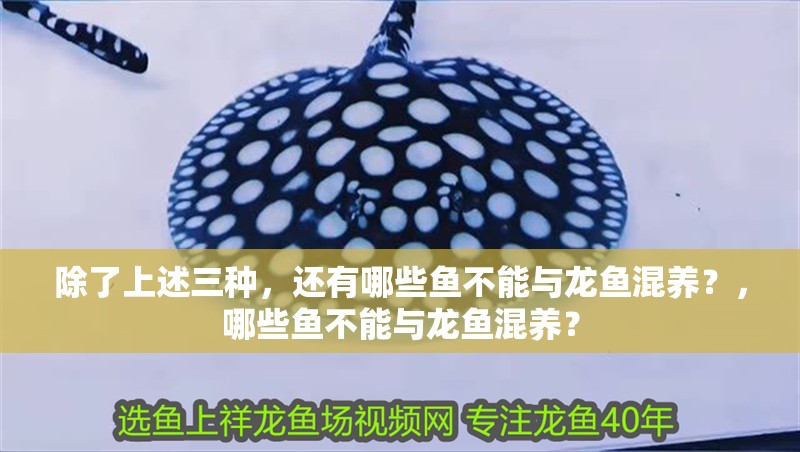 除了上述三種，還有哪些魚不能與龍魚混養？，哪些魚不能與龍魚混養？