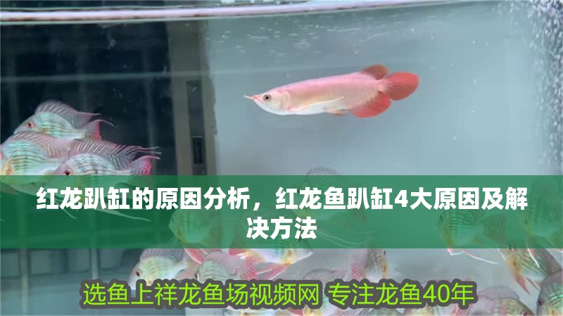 紅龍趴缸的原因分析，紅龍魚趴缸4大原因及解決方法