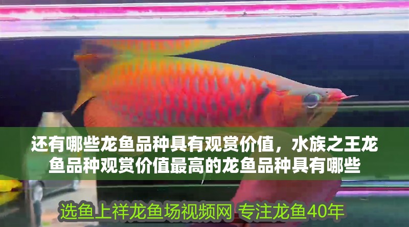還有哪些龍魚品種具有觀賞價值，水族之王龍魚品種觀賞價值最高的龍魚品種具有哪些