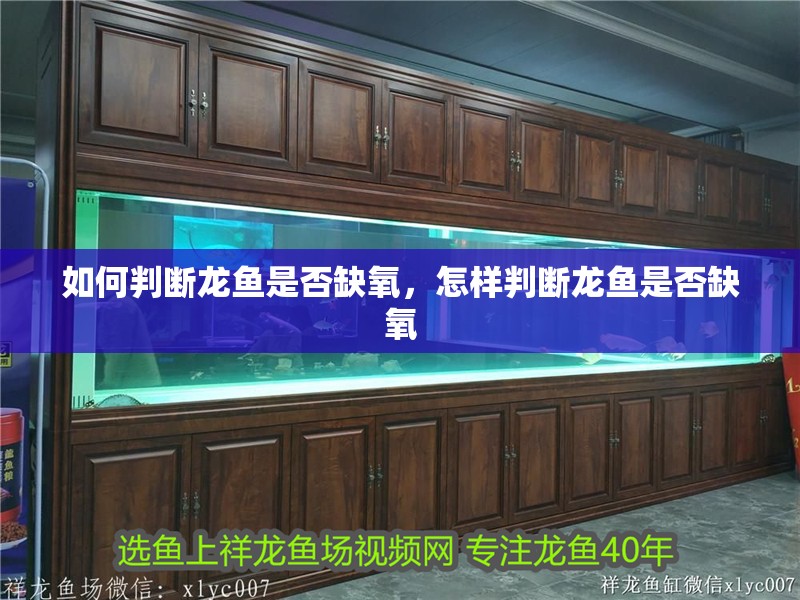 如何判斷龍魚是否缺氧，怎樣判斷龍魚是否缺氧