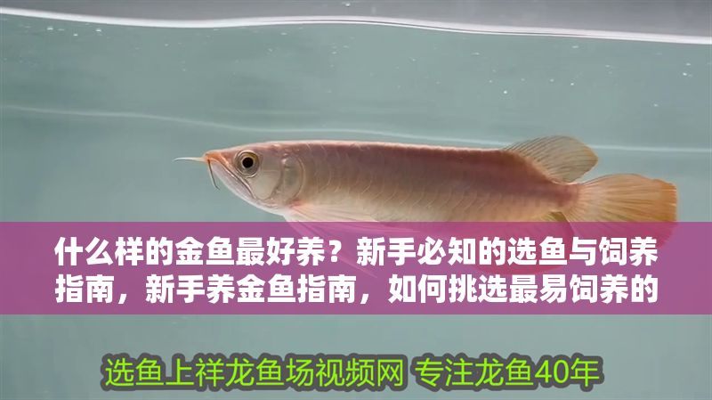 什么樣的金魚最好養(yǎng)？新手必知的選魚與飼養(yǎng)指南，新手養(yǎng)金魚指南，如何挑選最易飼養(yǎng)的金魚品種