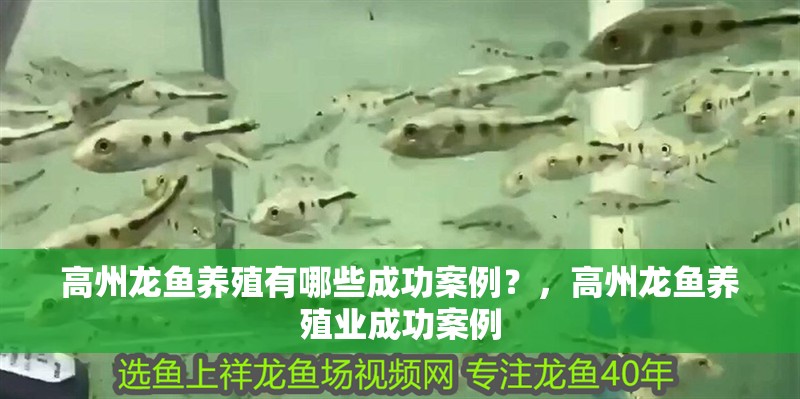 高州龍魚養(yǎng)殖有哪些成功案例？，高州龍魚養(yǎng)殖業(yè)成功案例
