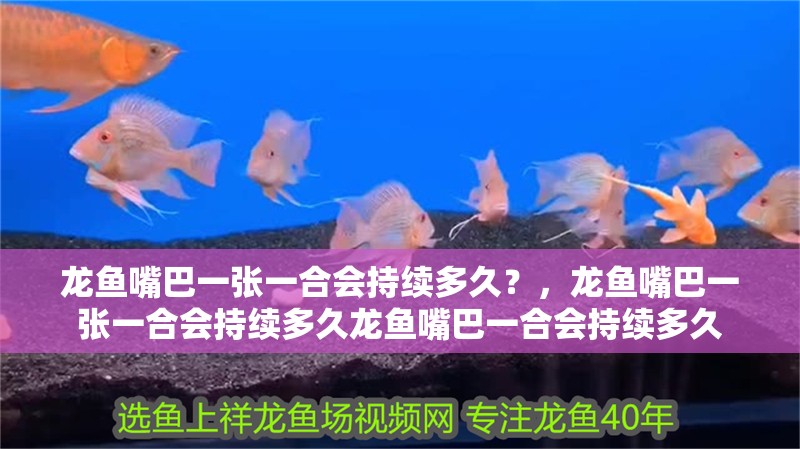龍魚(yú)嘴巴一張一合會(huì)持續(xù)多久？，龍魚(yú)嘴巴一張一合會(huì)持續(xù)多久龍魚(yú)嘴巴一合會(huì)持續(xù)多久