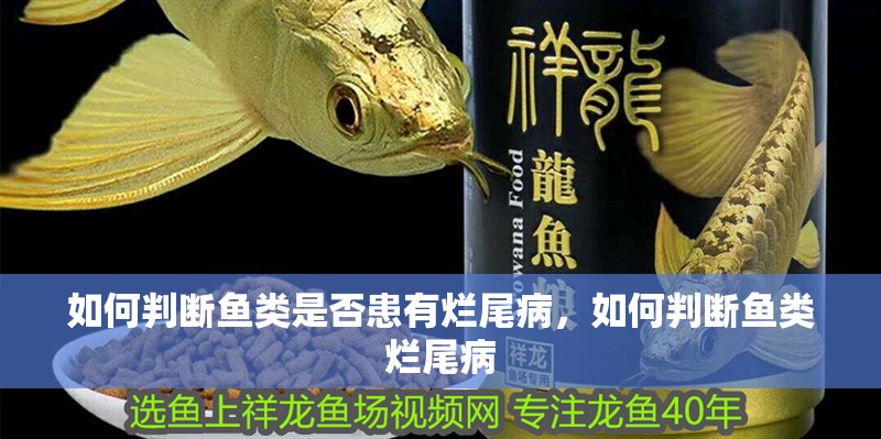 如何判斷魚類是否患有爛尾病，如何判斷魚類爛尾病
