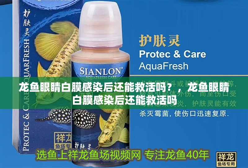 龍魚眼睛白膜感染后還能救活嗎？，龍魚眼睛白膜感染后還能救活嗎