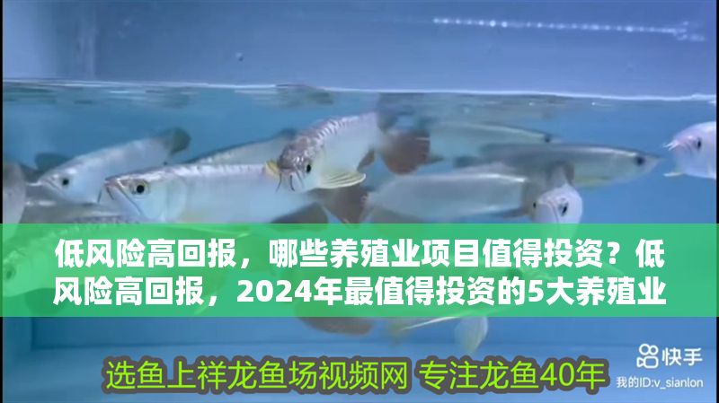 低風險高回報，哪些養殖業項目值得投資？低風險高回報，2024年最值得投資的5大養殖業項目