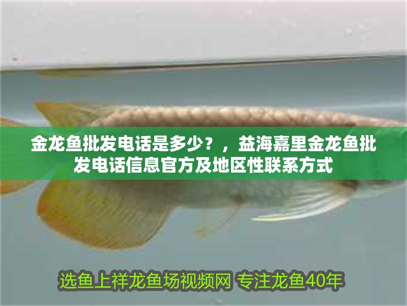金龍魚批發電話是多少？，益海嘉里金龍魚批發電話信息官方及地區性聯系方式