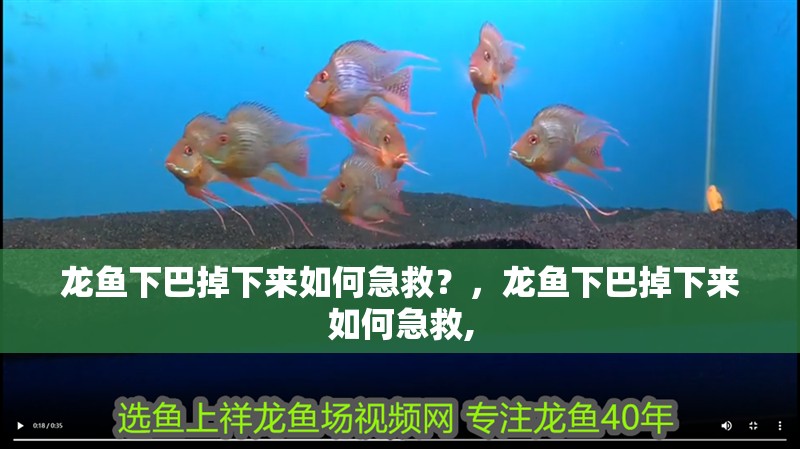 龍魚下巴掉下來如何急救？，龍魚下巴掉下來如何急救,