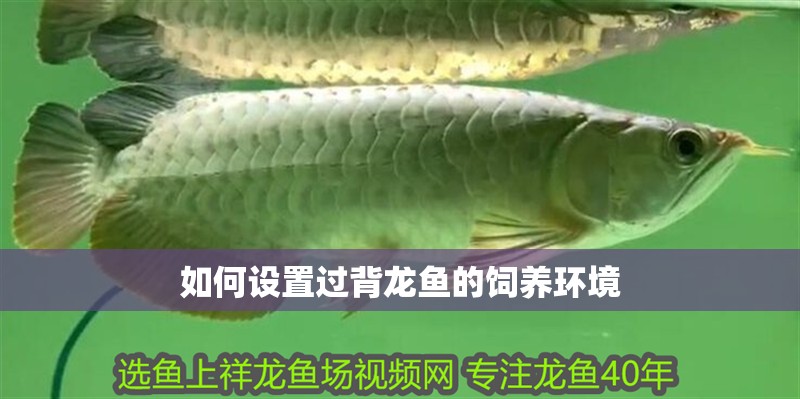 如何設(shè)置過(guò)背龍魚的飼養(yǎng)環(huán)境