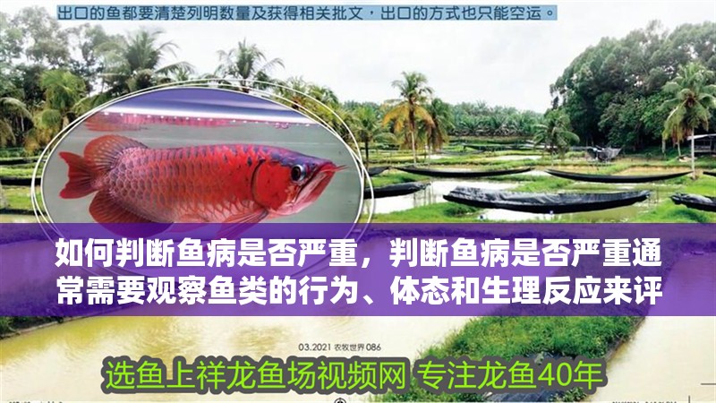 如何判斷魚病是否嚴(yán)重，判斷魚病是否嚴(yán)重通常需要觀察魚類的行為、體態(tài)和生理反應(yīng)來評估