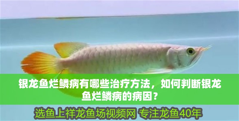 銀龍魚爛鱗病有哪些治療方法，如何判斷銀龍魚爛鱗病的病因？