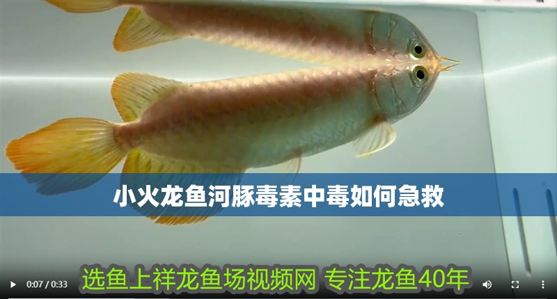小火龍魚河豚毒素中毒如何急救