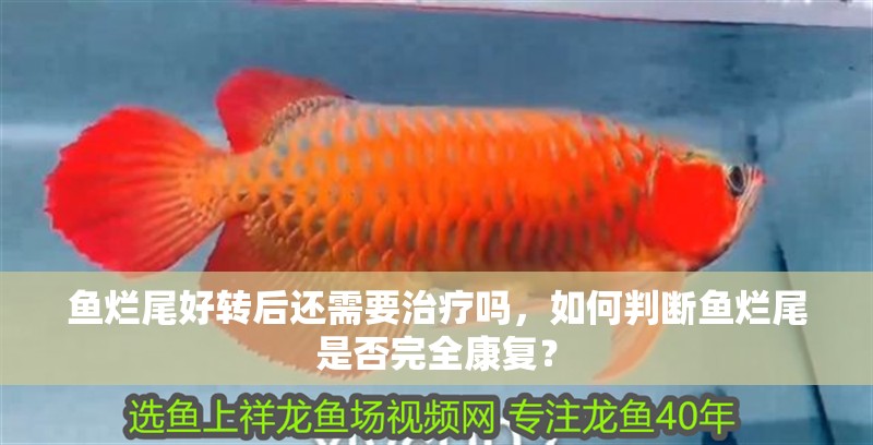 魚爛尾好轉后還需要治療嗎，如何判斷魚爛尾是否完全康復？