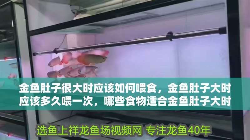 金魚肚子很大時應該如何喂食，金魚肚子大時應該多久喂一次，哪些食物適合金魚肚子大時吃