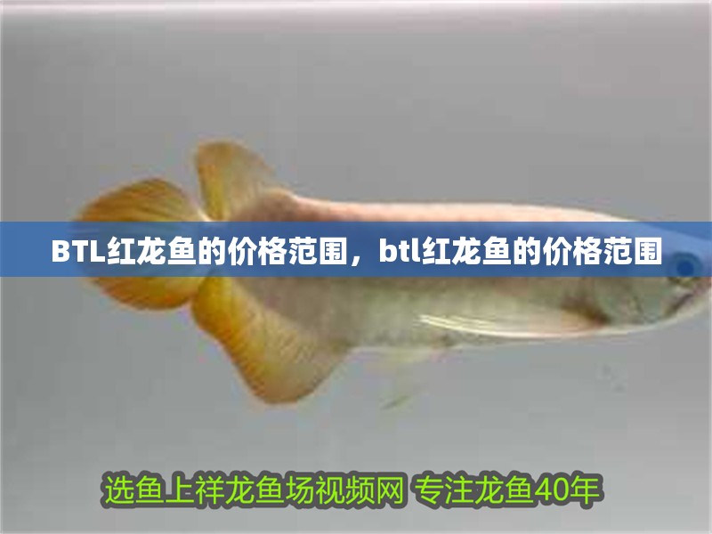 BTL紅龍魚的價格范圍，btl紅龍魚的價格范圍