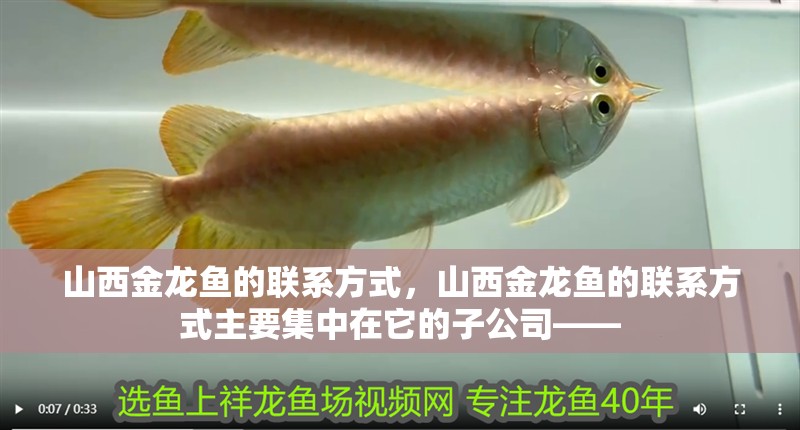 山西金龍魚的聯系方式，山西金龍魚的聯系方式主要集中在它的子公司——