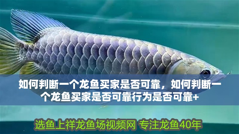 如何判斷一個(gè)龍魚買家是否可靠，如何判斷一個(gè)龍魚買家是否可靠行為是否可靠+