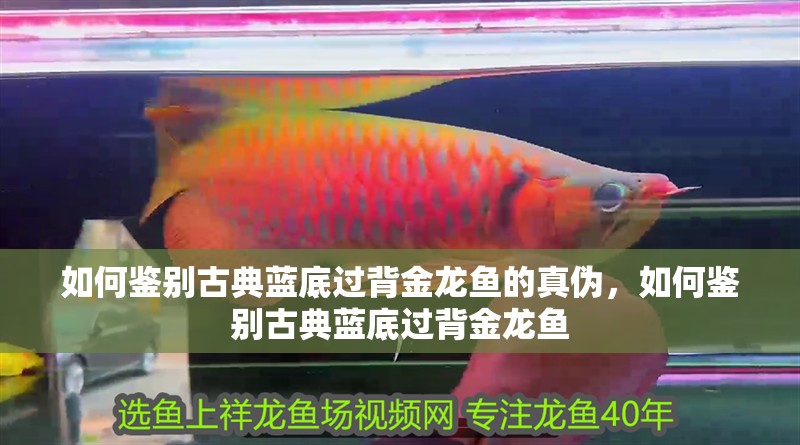 如何鑒別古典藍底過背金龍魚的真偽，如何鑒別古典藍底過背金龍魚
