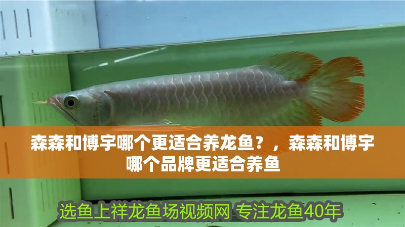 森森和博宇哪個更適合養龍魚？，森森和博宇哪個品牌更適合養魚