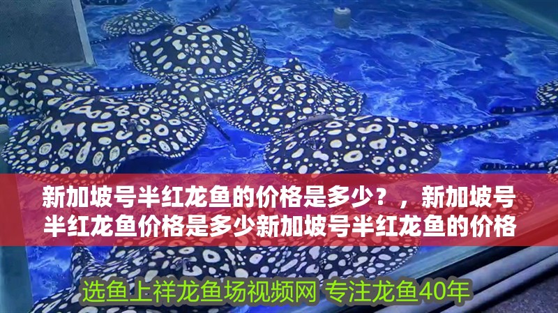 新加坡號半紅龍魚的價格是多少？，新加坡號半紅龍魚價格是多少新加坡號半紅龍魚的價格是多少