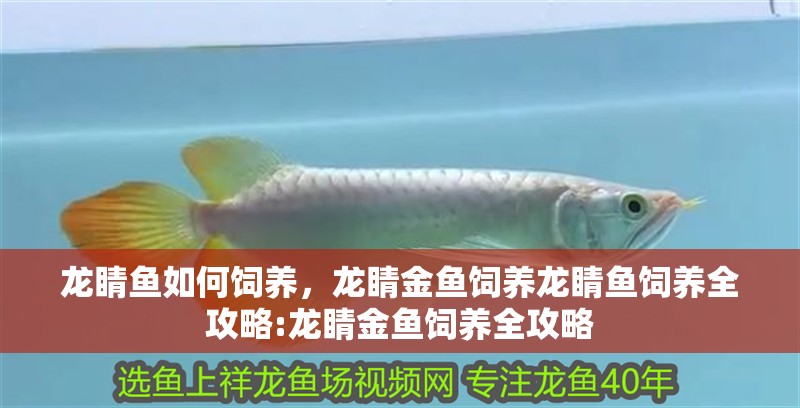 龍睛魚如何飼養，龍睛金魚飼養龍睛魚飼養全攻略:龍睛金魚飼養全攻略