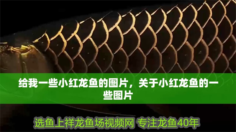 給我一些小紅龍魚的圖片，關于小紅龍魚的一些圖片