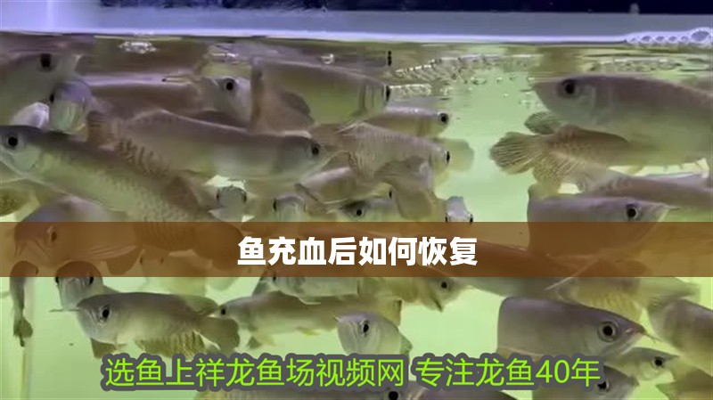 魚充血后如何恢復