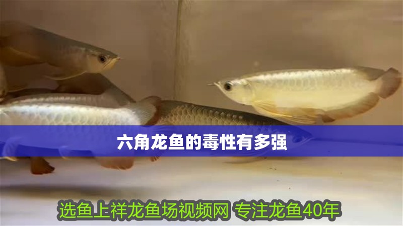 六角龍魚的毒性有多強