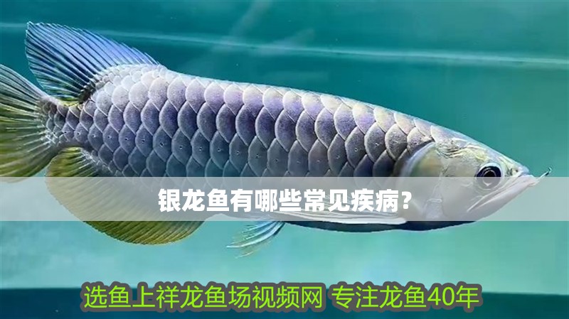 銀龍魚有哪些常見疾?。? title=