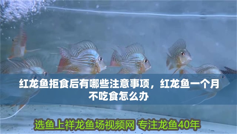 紅龍魚拒食后有哪些注意事項，紅龍魚一個月不吃食怎么辦