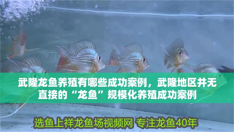 武隆龍魚養(yǎng)殖有哪些成功案例，武隆地區(qū)并無(wú)直接的“龍魚”規(guī)模化養(yǎng)殖成功案例
