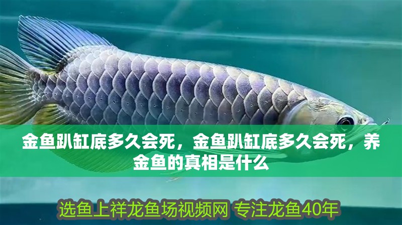 金魚趴缸底多久會死，金魚趴缸底多久會死，養金魚的真相是什么