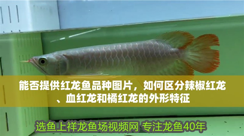 能否提供紅龍魚品種圖片，如何區分辣椒紅龍、血紅龍和橘紅龍的外形特征
