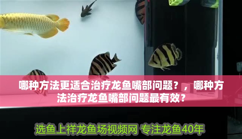 哪種方法更適合治療龍魚嘴部問題？，哪種方法治療龍魚嘴部問題最有效？