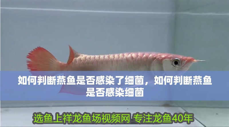 如何判斷燕魚是否感染了細菌，如何判斷燕魚是否感染細菌