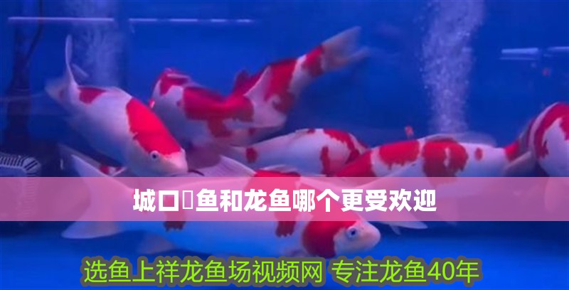 城口鱄魚和龍魚哪個更受歡迎