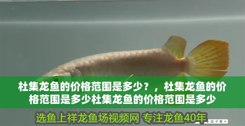 杜集龍魚的價格范圍是多少？，杜集龍魚的價格范圍是多少杜集龍魚的價格范圍是多少