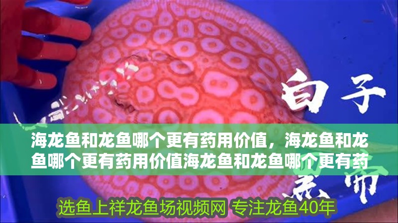 海龍魚和龍魚哪個更有藥用價值，海龍魚和龍魚哪個更有藥用價值海龍魚和龍魚哪個更有藥用價值