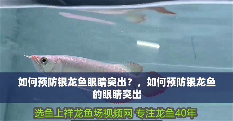 如何預防銀龍魚眼睛突出？，如何預防銀龍魚的眼睛突出