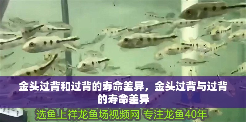 金頭過背和過背的壽命差異，金頭過背與過背的壽命差異